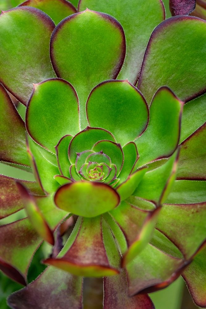 Stonecrop plant